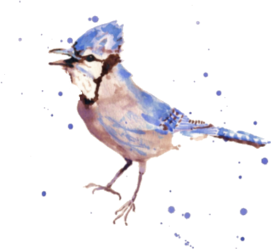 Cute Banner Better Then Anything Hiss - Blue Jay Bird Art (423x393), Png Download
