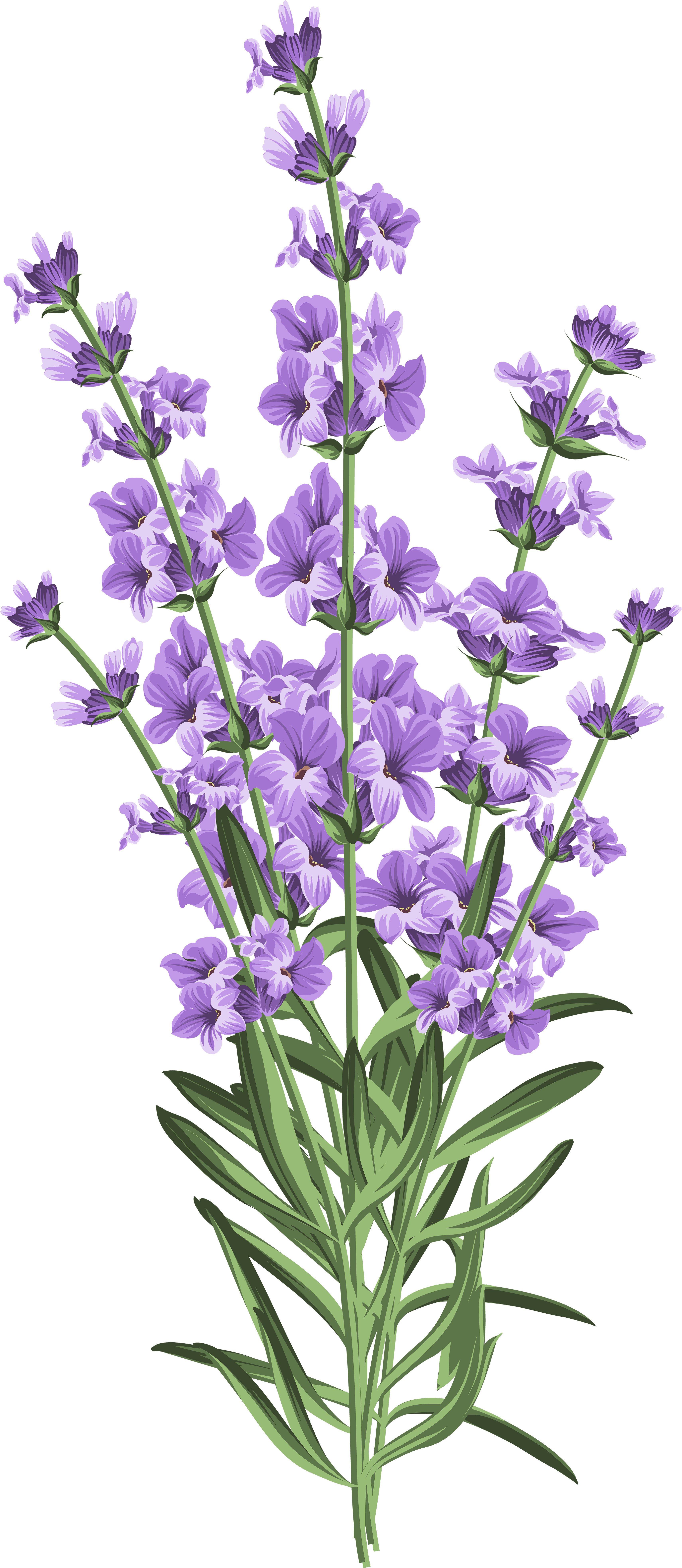Nature's Absolutes Pure Lavender Essential Oil, 15ml (3478x8000), Png Download