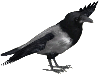 Hooded Crow - Ulquiorra Cifer (350x350), Png Download