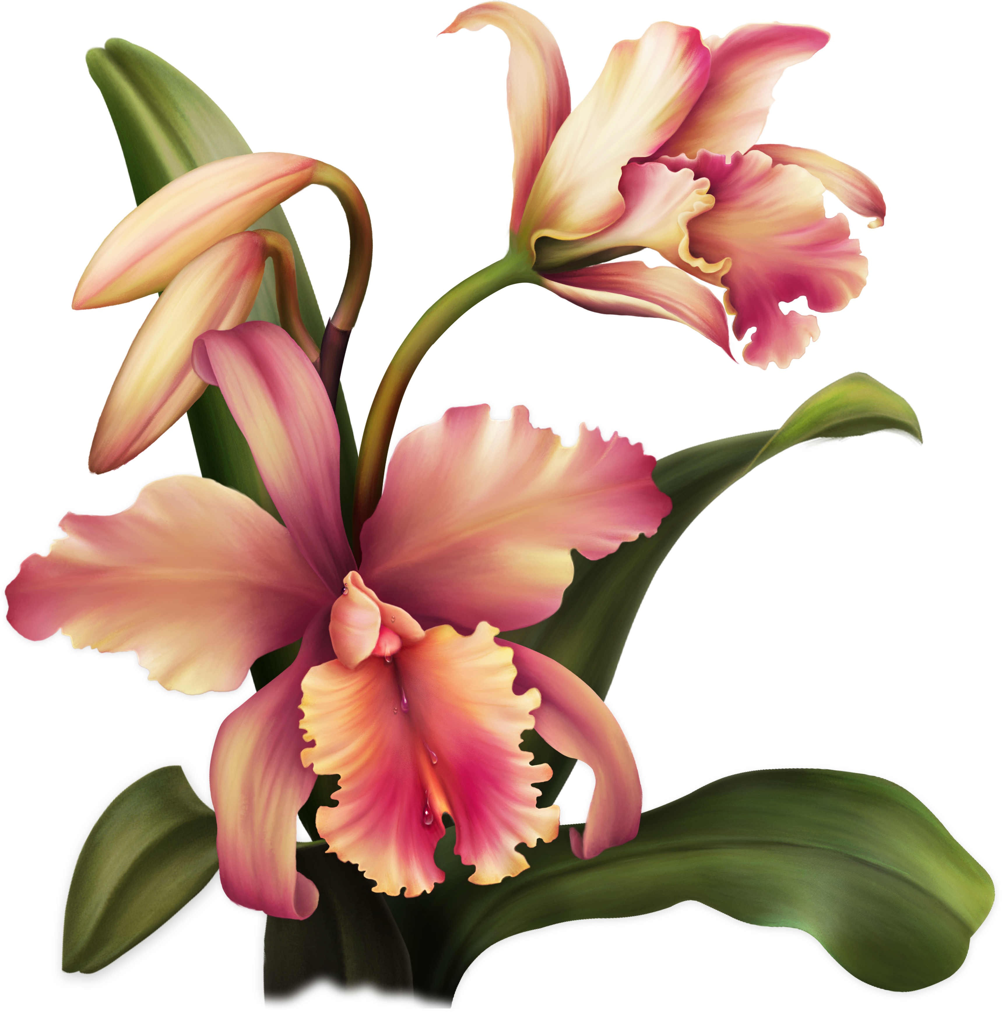 Aloha Orchid Special Flowers, Painted Flowers, Rubrics, - Flower (3438x3475), Png Download