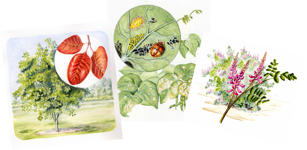 Three Watercolor Paintings Of A Tree And Leaves, Beetle - Watercolor Painting (1057x518), Png Download