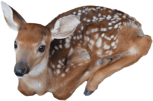 Baby Deer - Baby Deer Png (500x330), Png Download