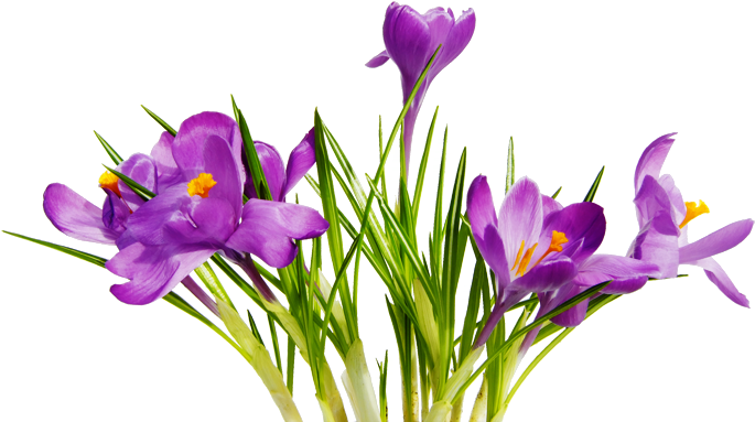 Free High Resolution Graphics And Clip Art - Png Images With Transparent Background Flowers (700x388), Png Download