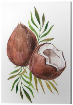 Watercolor Coconut On White Background Canvas Print - Watercolor Painting (400x400), Png Download
