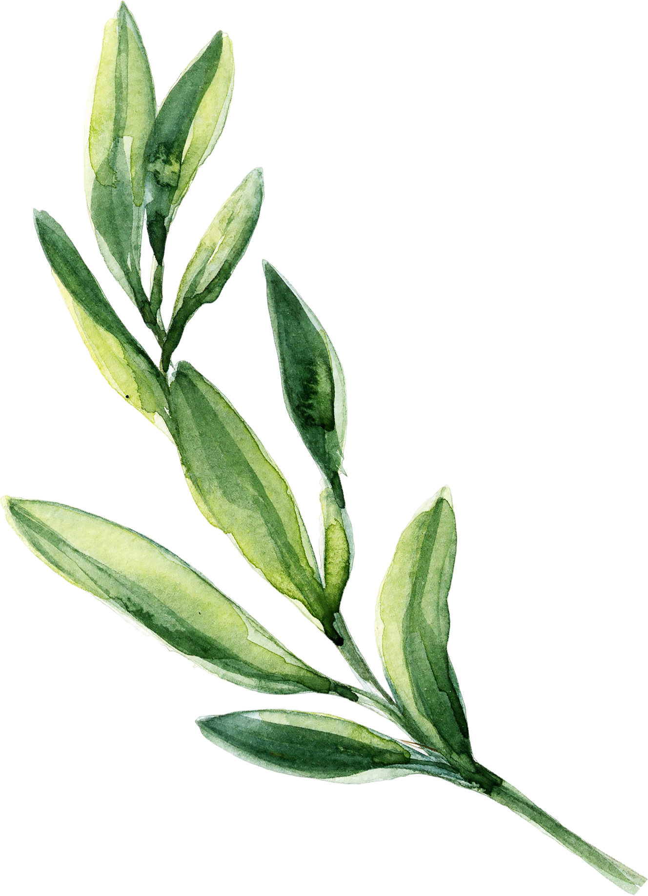 0℃素材23 Watercolor Leaves, Leaf Clipart, Green Leaves, - Leaves Watercolor (1328x1836), Png Download