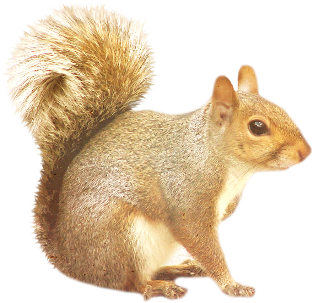 Images Free Download Picture Black And White Stock - Squirrel Png (1000x963), Png Download