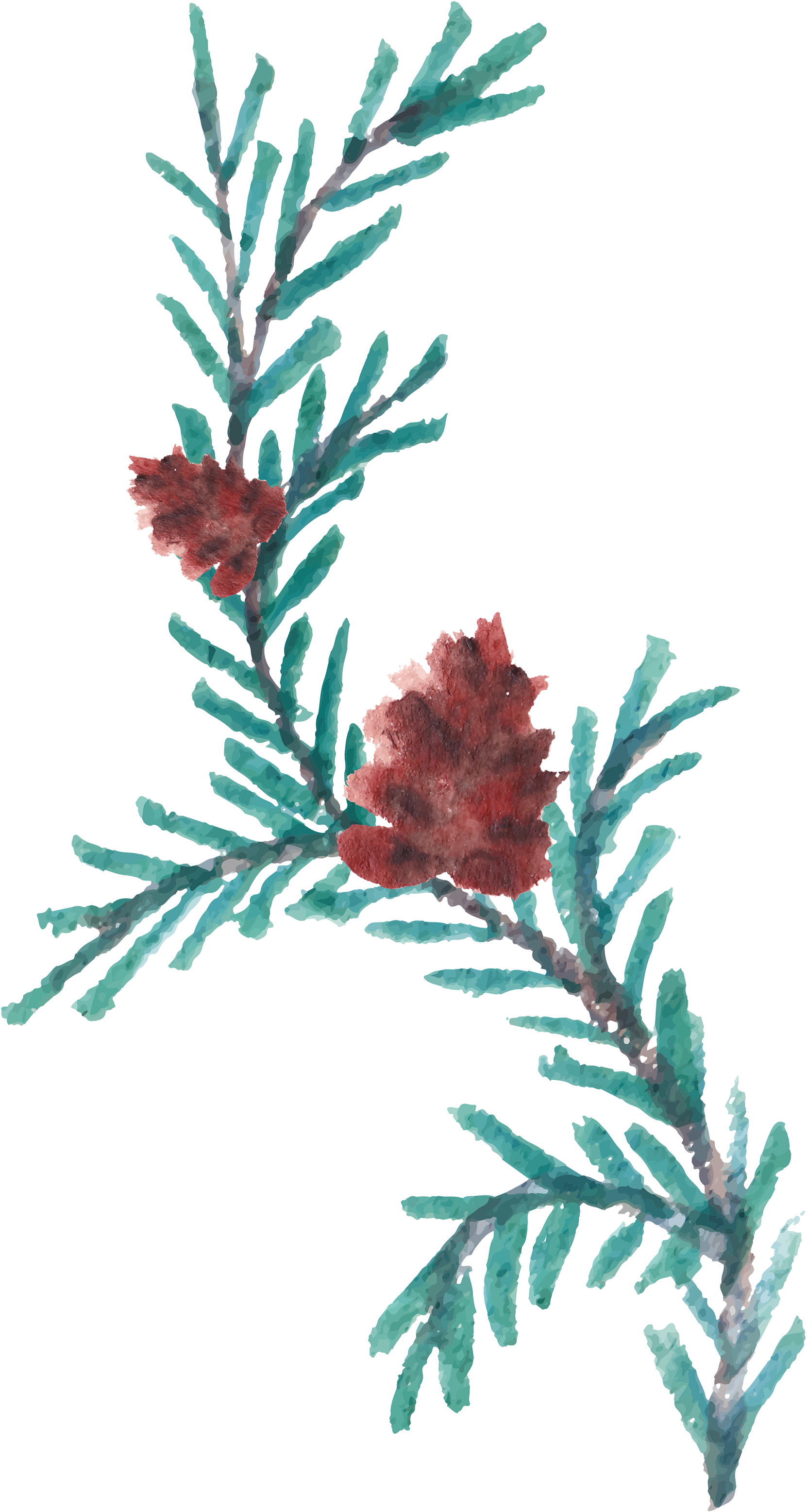 Hand Painted Crimson Flowers Transprent Png Free - Watercolor Painting (3500x3500), Png Download