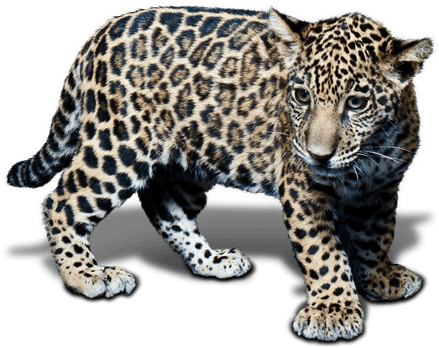 Animal Jaguar Png Free Download - Baby Jaguar White Background (600x443), Png Download