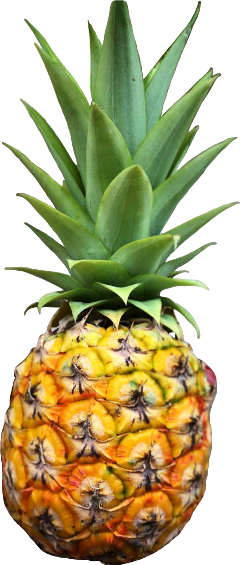 Scpineapple Pineapple Freetoedit Fruit Tropical - Pineapple (240x565), Png Download