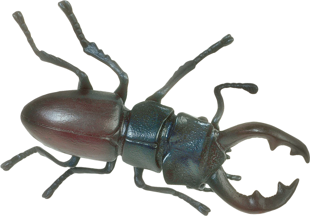 Insect Png Transparent Image - Insect Png (500x365), Png Download