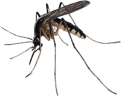 Mosquito Free Download Png - Mosquito Transparent (426x346), Png Download