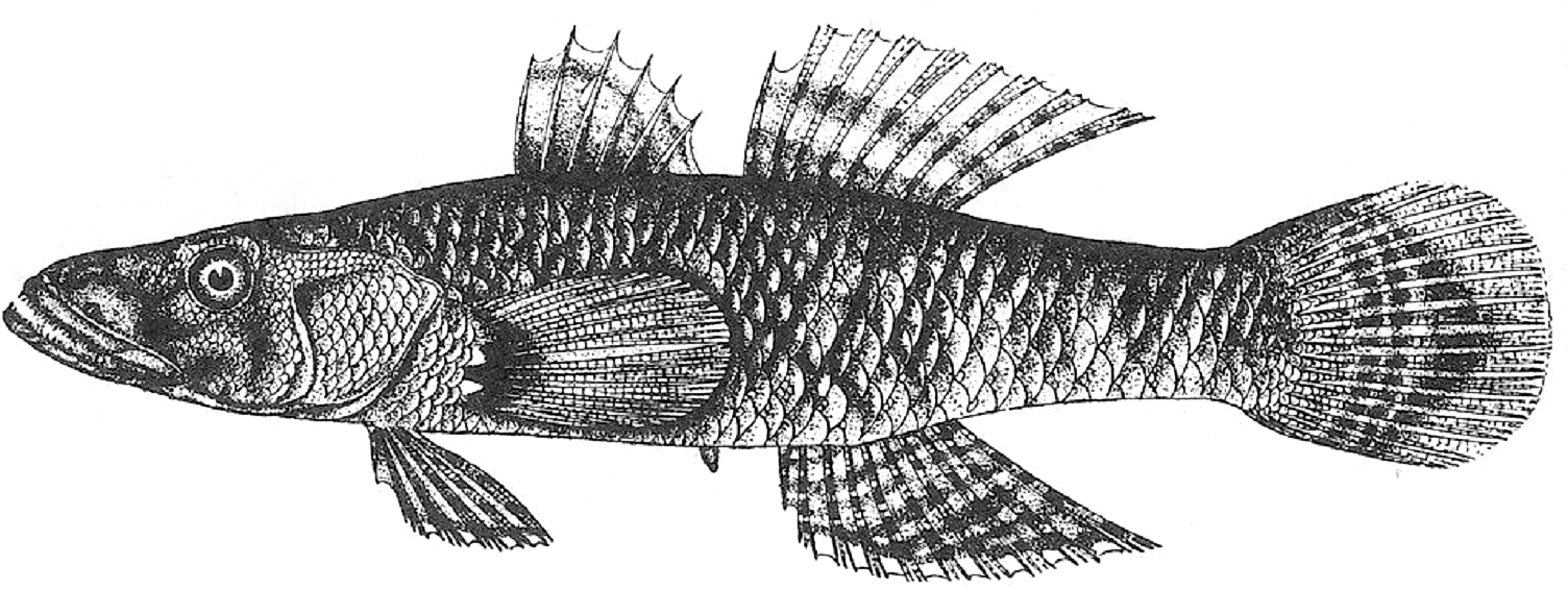 Crazy Fish (1598x626), Png Download