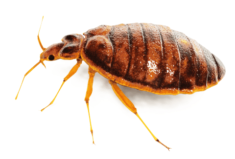 Insects - Bugs Png (480x326), Png Download