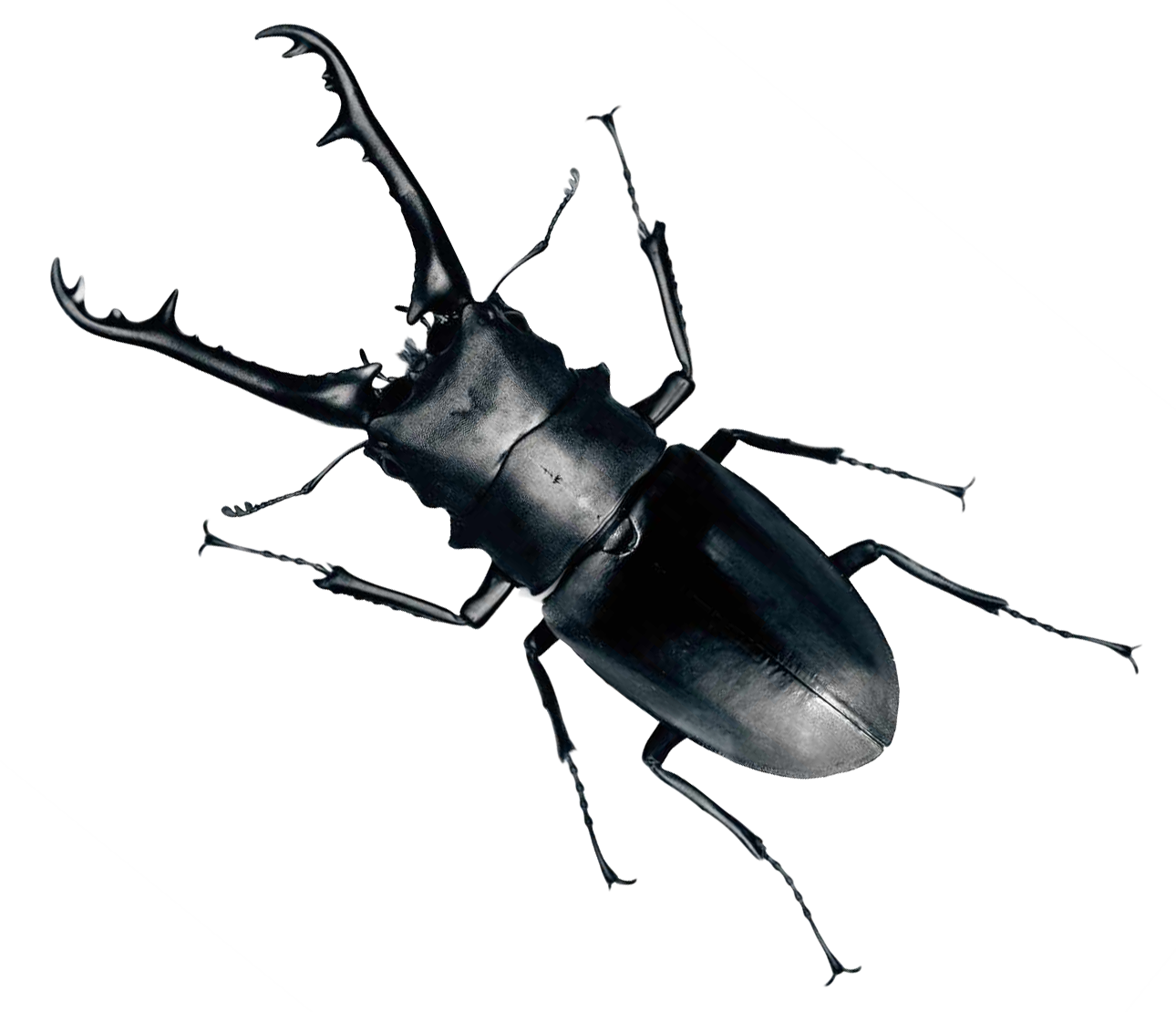 Beetle Png (1290x1110), Png Download
