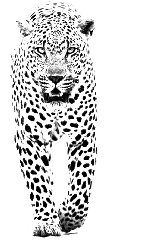 Leopard Jaguar Lion Tiger Black Panther - We Heart It Iphone 5 (600x852), Png Download