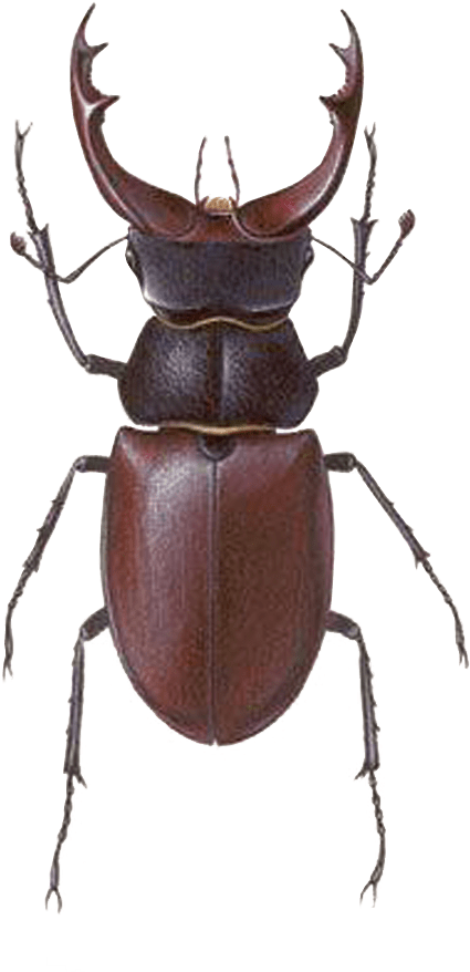 Stag Beetle Transparent Png Image Bug Image Transparent - Stag Beetle Male Female (769x913), Png Download