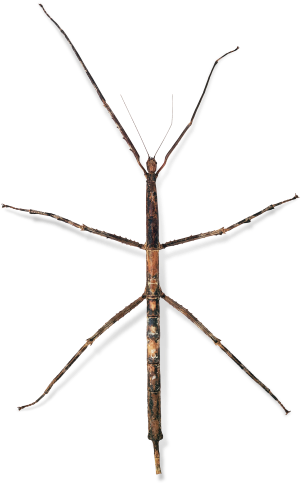 Stick Inscet Pics Png Black And White Stock - Biodiversité: L'avenir Du Vivant [book] (320x502), Png Download