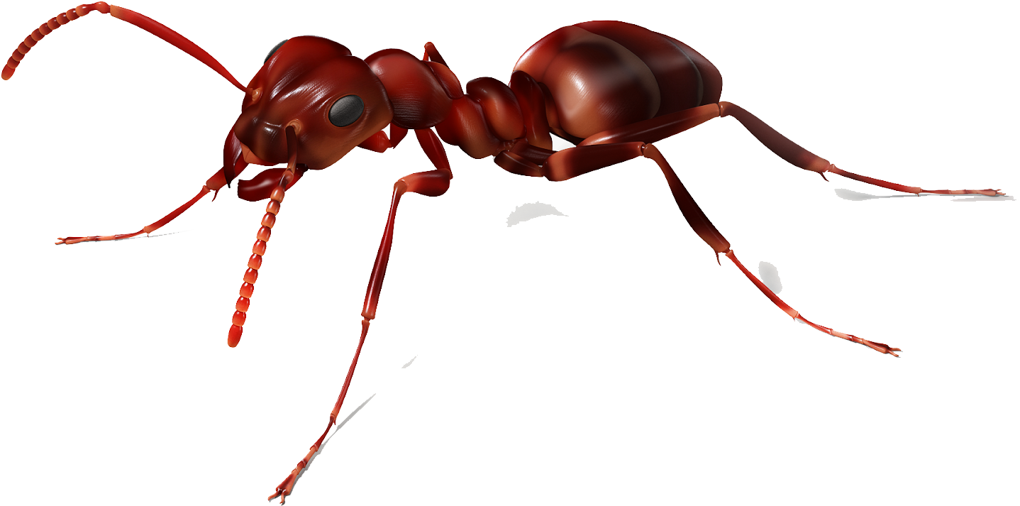 Insects - Leaf Cutter Ants Png (1600x900), Png Download