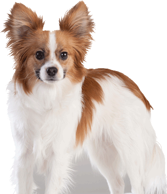 Taz - Papillon (350x538), Png Download