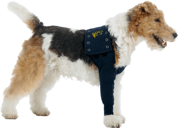 Mps Taz Sleeve - Dog Front Legs Protection (600x600), Png Download