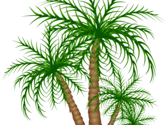 Date Palm Clipart Jurassic - Palm Trees (640x480), Png Download