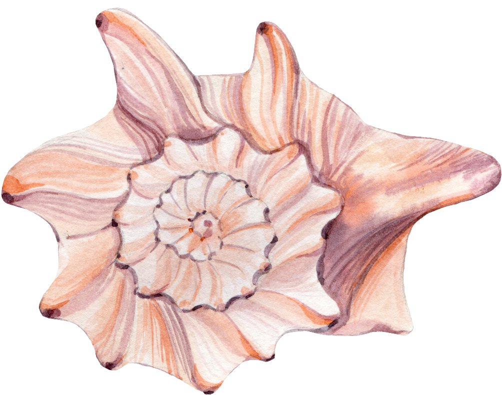 This Graphics Is Hand Painted Rare Shell Png Transparent - Portable Network Graphics (1024x793), Png Download