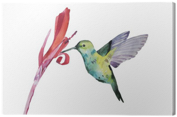 Watercolor Illustration, Colobri Canvas Print • Pixers® - Watercolor Painting (400x400), Png Download