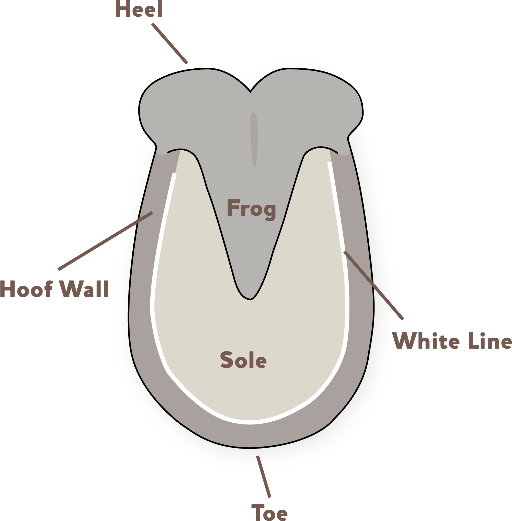 Download Donkey Hoof Problems Donkey Hooves Full Size PNG Image PNGkit