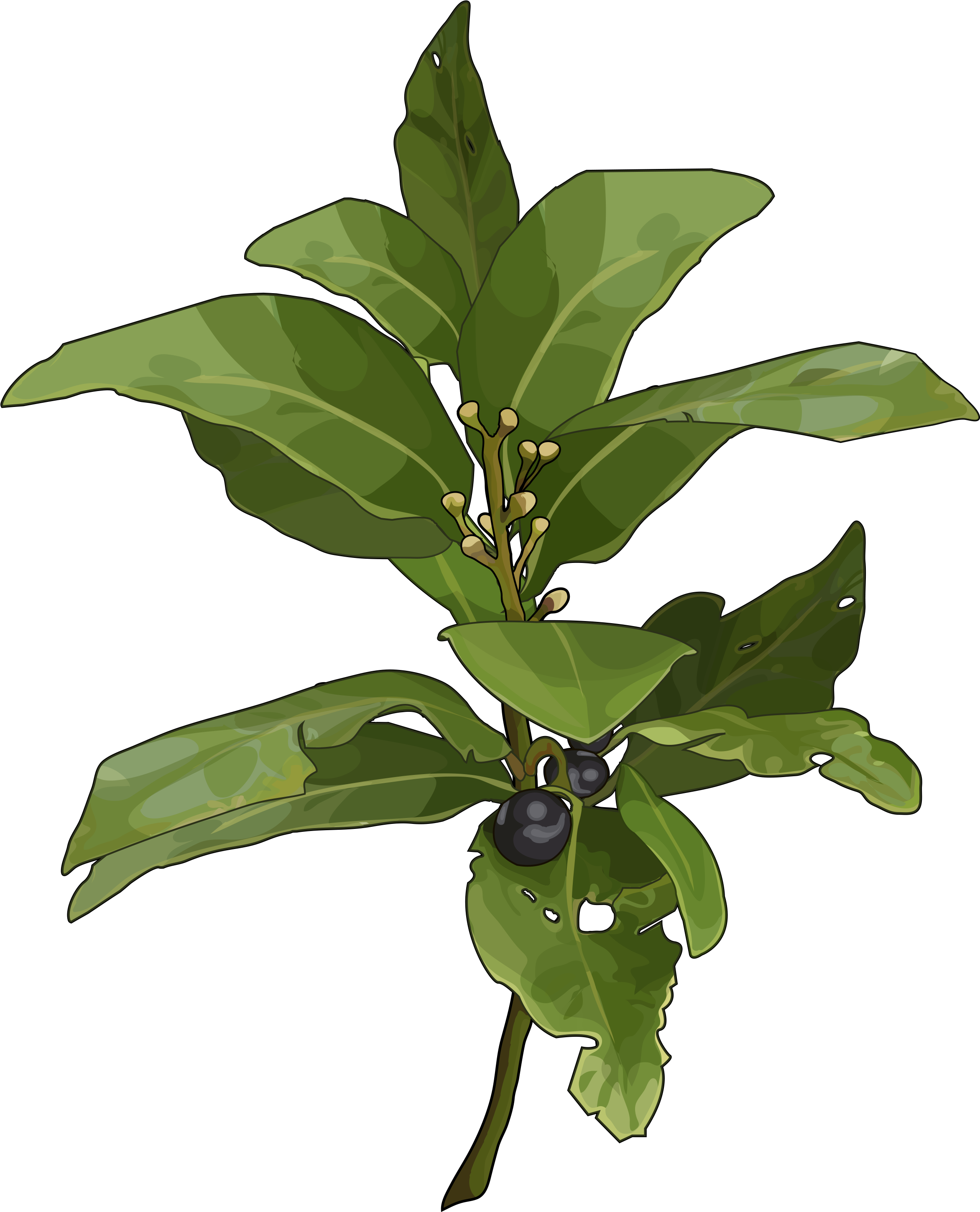 Archivo - Laurel - Rowan Leaf (2480x3508), Png Download