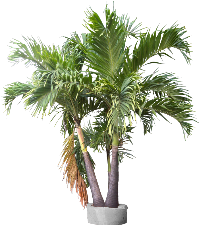 Triple Trunk Container Plant Images, Trunks, Container, - Lady Palm Plant (706x800), Png Download