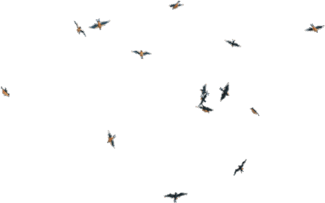 Birds Png New - Transparent Fly Bird Png (640x480), Png Download