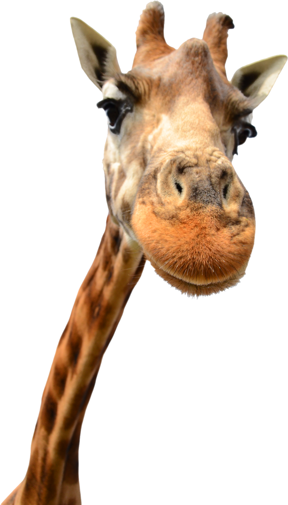 Giraffe (1356x2048), Png Download