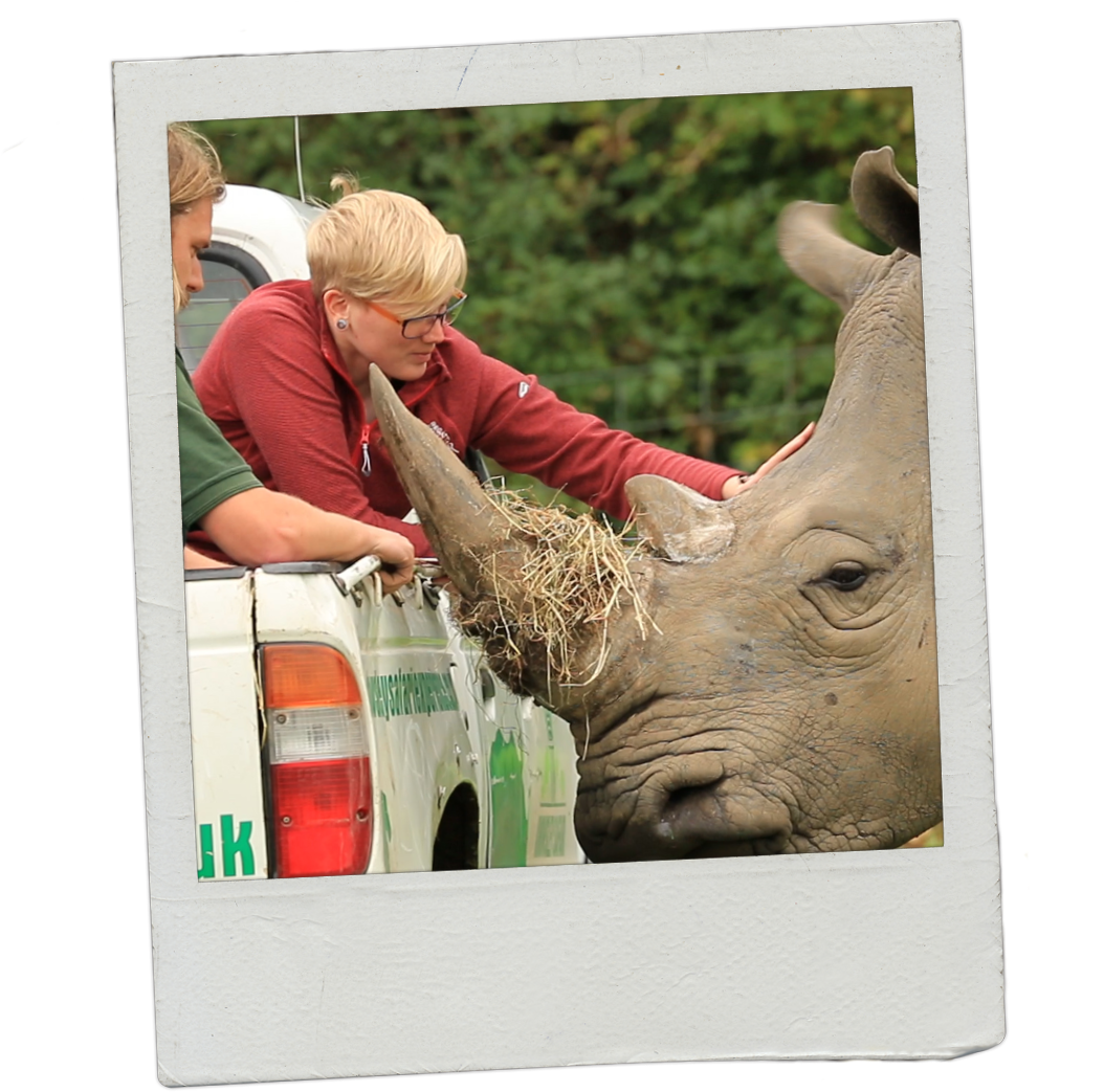 My Name Is Hayley And I Am The New Learning And Discovery - White Rhinoceros (1067x1067), Png Download