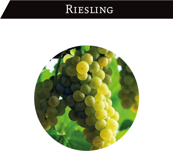 Riesling Originated In Germany And Is One Of The Top - Chardonnay Grapes (715x652), Png Download