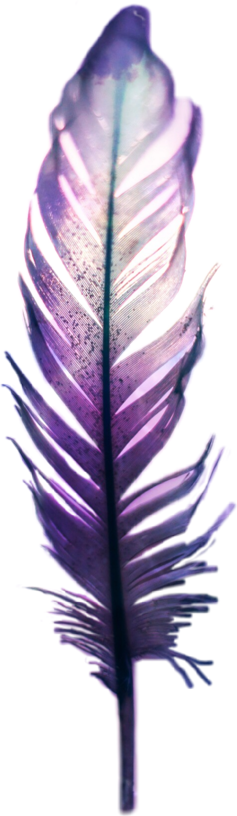 Feather (480x1652), Png Download