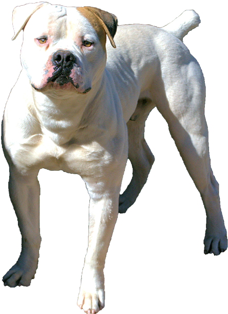 Puppies For Sale Studs Available Arizona Breeders - Olde English Bulldogge (510x650), Png Download