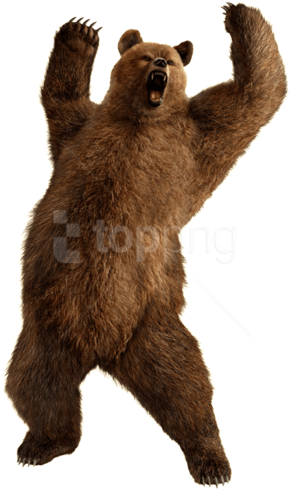 Free Png Download Bear Png Images Background Png Images - Kuma Tekken 6 (480x724), Png Download