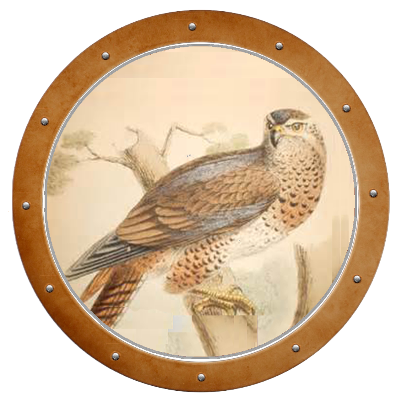 Uncategorized, Gas Tank - Sharp Shinned Hawk (1280x1280), Png Download