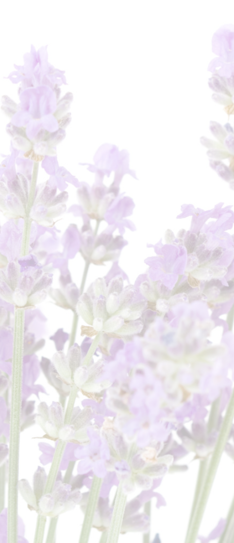 We're Told That The Greeks And The Romans Used Lavender - English Lavender (482x1115), Png Download