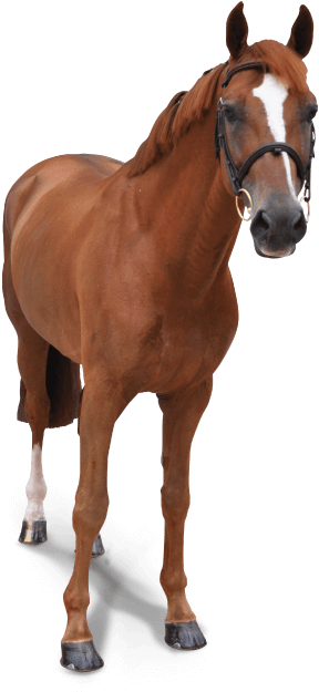 Sorrel (770x685), Png Download