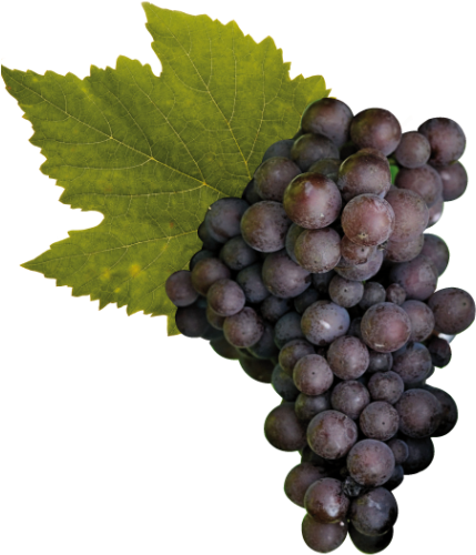 Cantine Ca' Baradei Pinot Grigio - Pinot Grigio Grape Png (600x600), Png Download