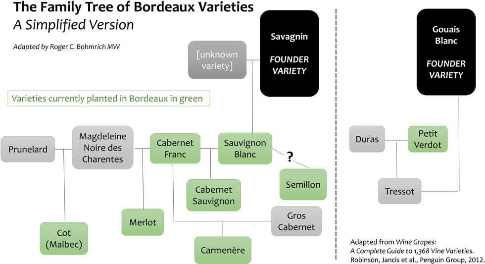 Clearly, There Are Still Holes In The Family Trees, - Wine Grape Varieties Family Tree (1000x548), Png Download