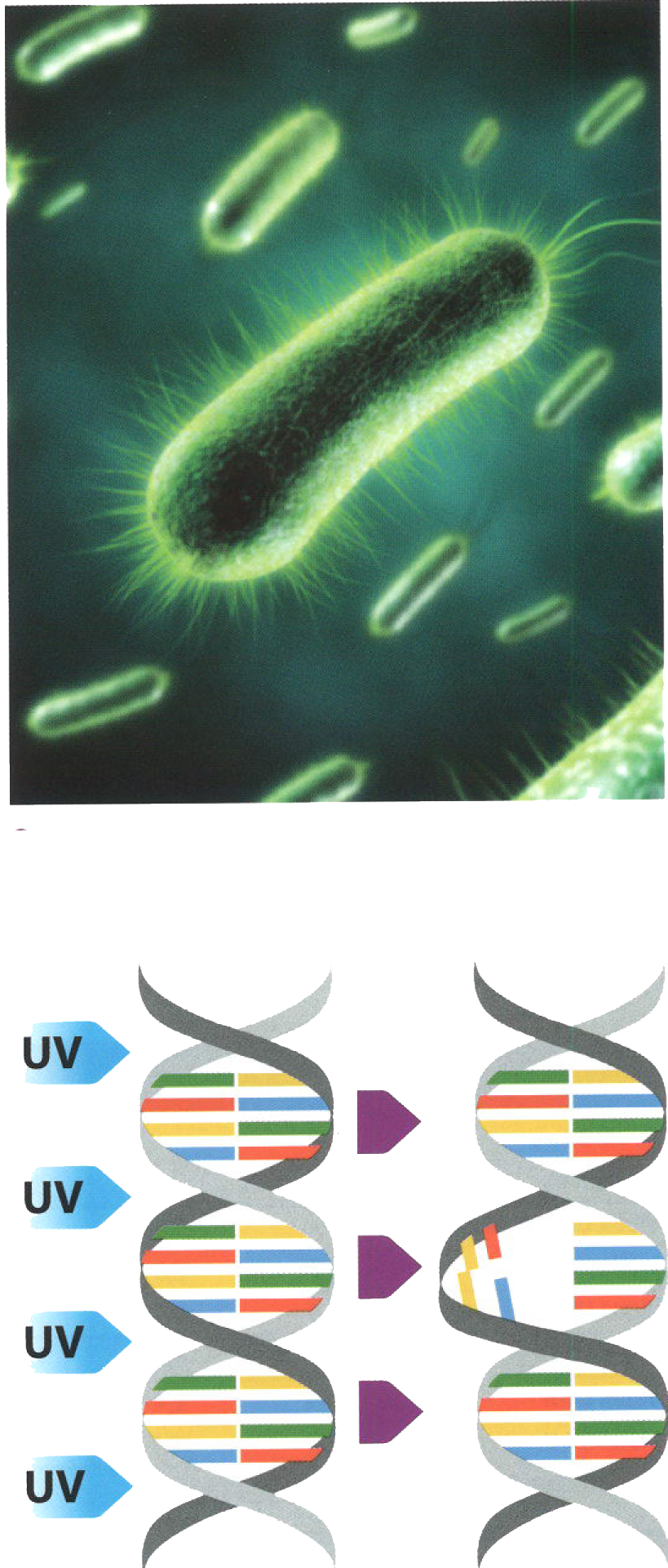 Esterilización Del Agua Con Rayos Uv - Respiration For Plants Ks2 (819x1920), Png Download