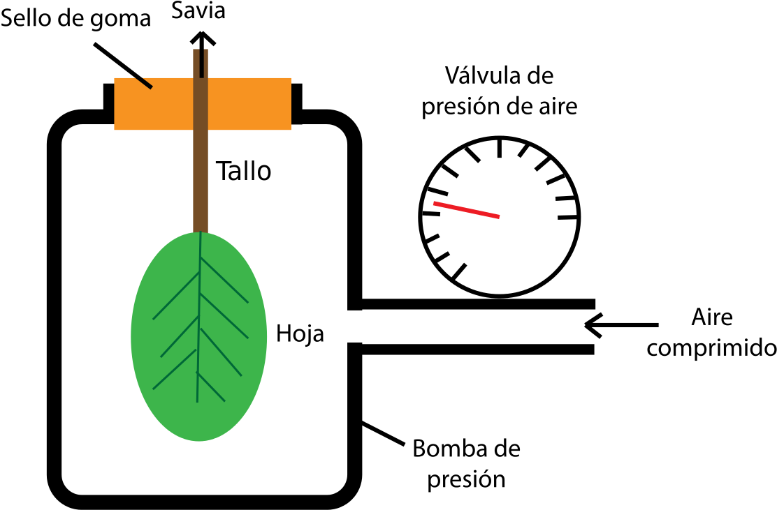 Turgor Pressure Diagram (1200x835), Png Download