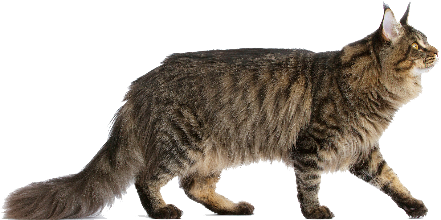 Do You Want A Pretty Friend - Maine Coon Cat Transparent (1451x717), Png Download