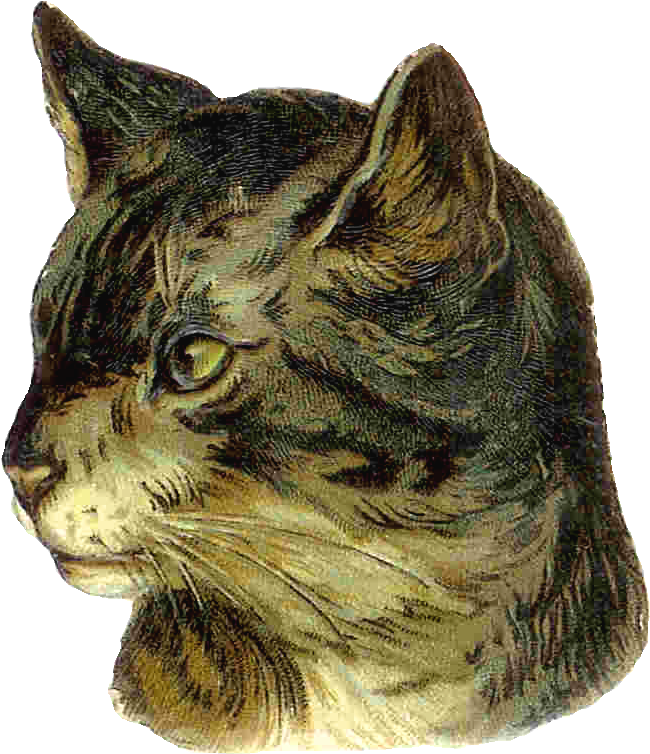 This Is Most Typically How Cats In The Victorian Era - Vintage Cat Png (909x1046), Png Download