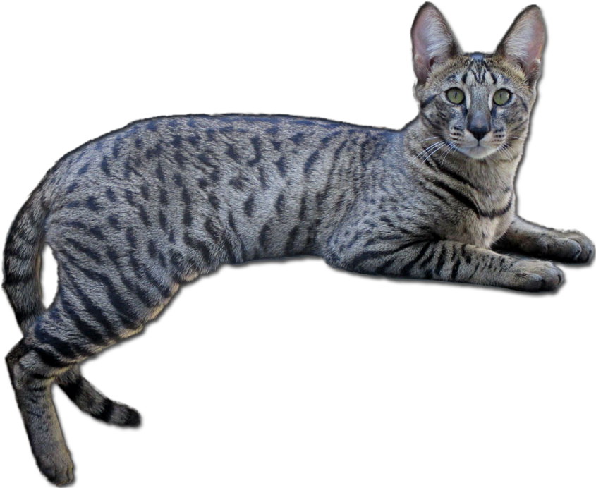 Title That Year As Well - California Spangled (845x692), Png Download