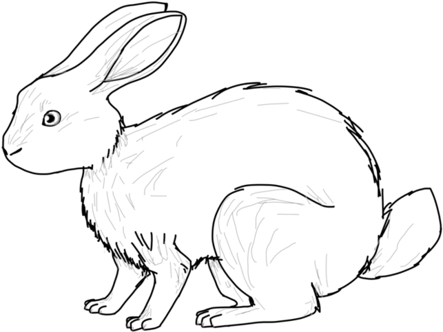 955 X 836 10 - Domestic Rabbit (955x836), Png Download