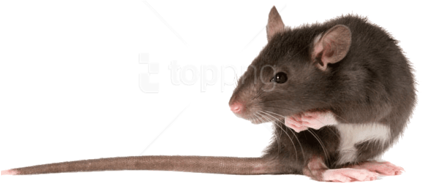 Free Png Download Rat Left Png Images Background Png - Brown Rat Png (850x419), Png Download