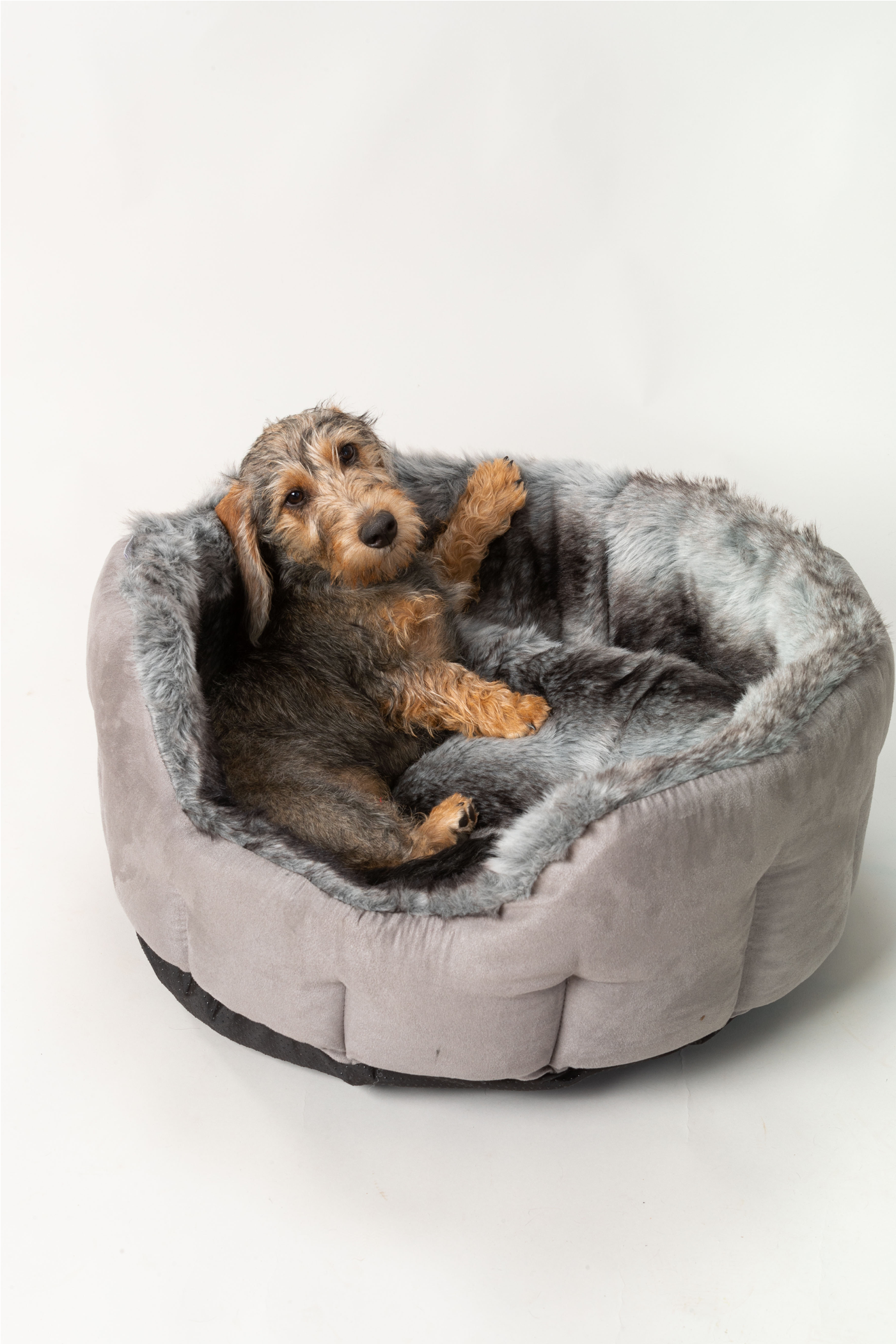 Silver Arctic Fox Faux Fur Luxury Dog Bed By House - Cocker Spaniel (2100x2100), Png Download